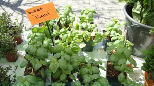 ILiveInEastVanMAY2013 416