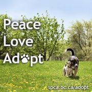 SPCAPeaceLoveAdopt