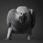 TanyaKingCockatoo