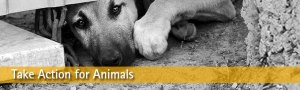 TakeActionForAnimalsSPCA
