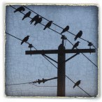 JuneHunterStopOverCrows