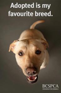 SPCAAdoptedIsMyFavouriteBreed