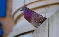ChinatownPidgeon