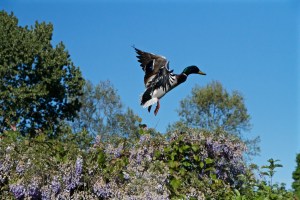 MelWooDuckStrathCommGarden