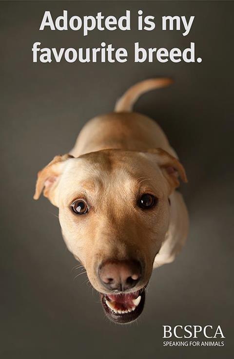 spcaadoptedismyfavouritebreed
