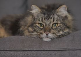 TimmyVOKRA-AngelaMcDonnell2