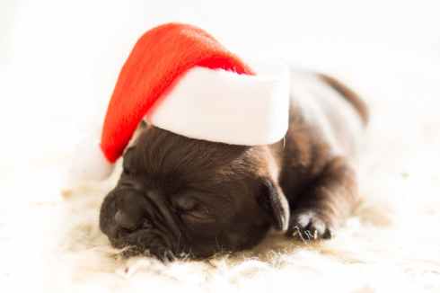 PuppyBullDogSantaHat